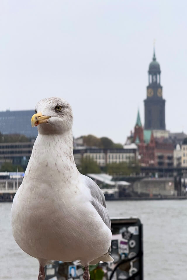 Eine Möwe sitzt im Hamburger Hafen, im unscharfen Hintergrund ist die Silhouette der Michaeliskirche zu sehen.