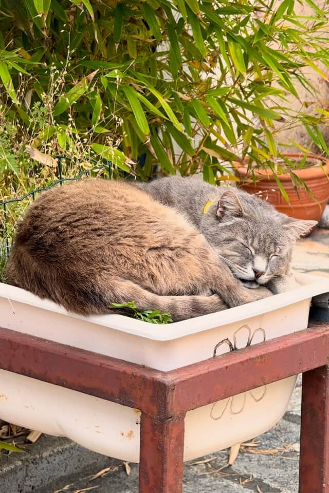 Eine grau getigerte Katze liegt zusammengerollt in einem weißen Blumenkasten und schläft.