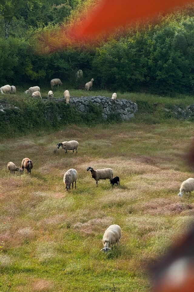 Eine Schafherde mit Lämmern grast auf einer Wiese an einem von Büschen bewachsenen Hang.