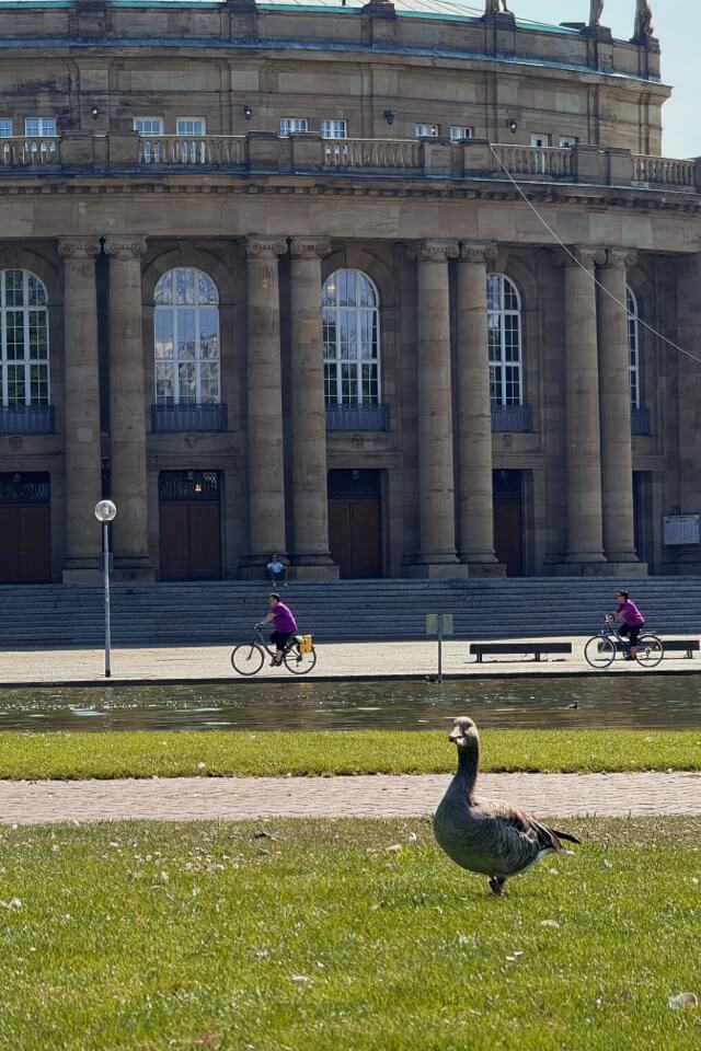 Eine Gans steht auf der Wiese vor dem Opernhaus in Stuttgart, im Hintergrund fahren Menschen Fahrrad.