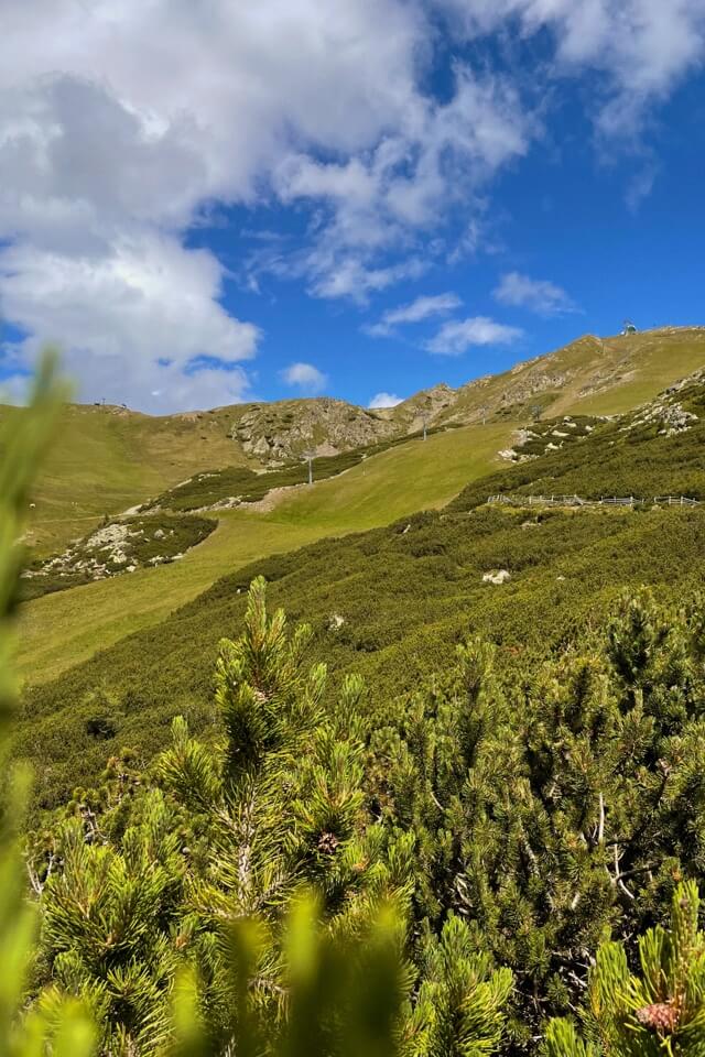 Eine grüne Berglandschaft in Südtirol mit Latschenkiefern im Vordergrund unter blauem Himmel.