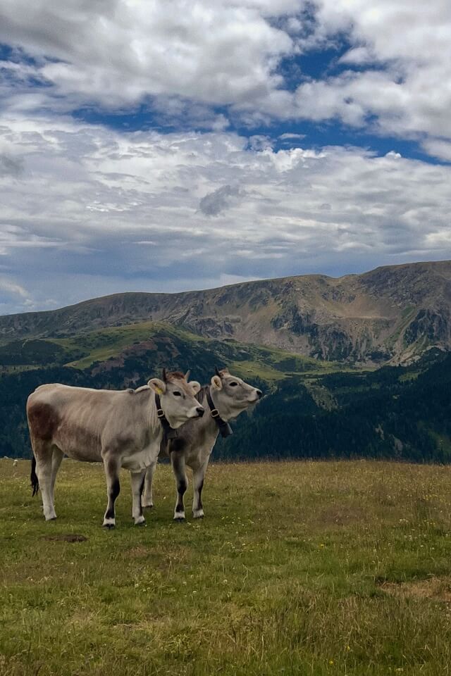 Zwei junge Kühe mit Glocken stehen auf einer Almwiese vor einem Bergpanorama in Südtirol.