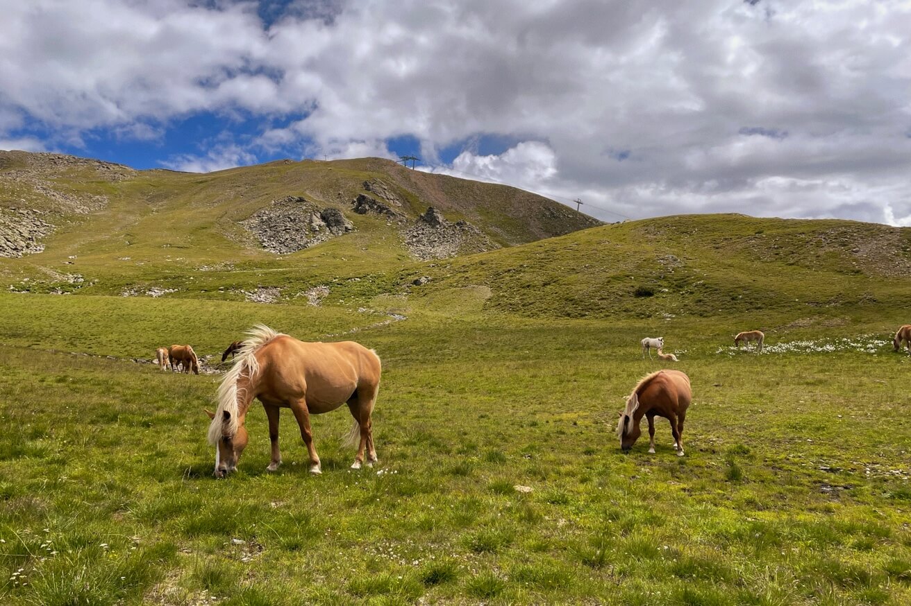 Eine Herde blonder Haflinger-Pferde grast auf einer saftig grünen Wiese in den Bergen.