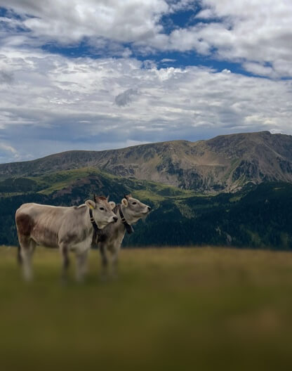 Zwei junge Kühe stehen auf einer Almwiese vor der Bergkulisse der Südtiroler Alpen.